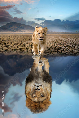 Tableau sur toile Lion cub looking the reflection of an adult lion in the water