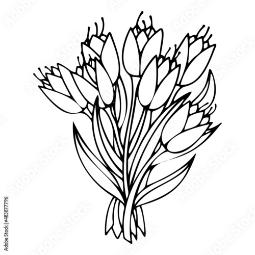 Doodle vector bouquet of tulips for March 8, Valentine's Day, Mother's Day, wedding, love and romantic events of the Heart of the hand.