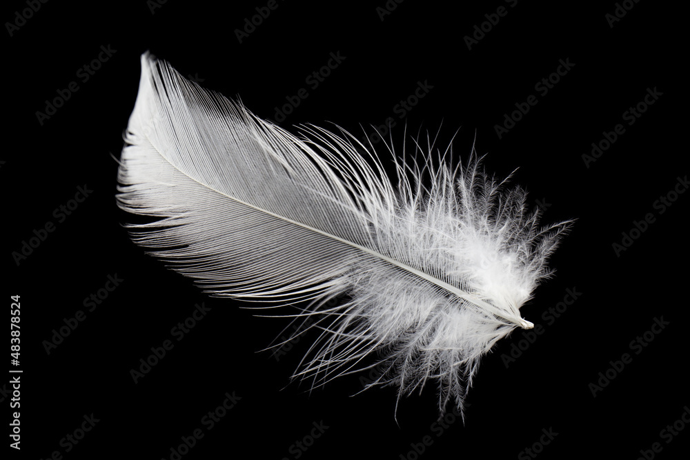 Obraz premium Single White Feather Isolated on Black Background