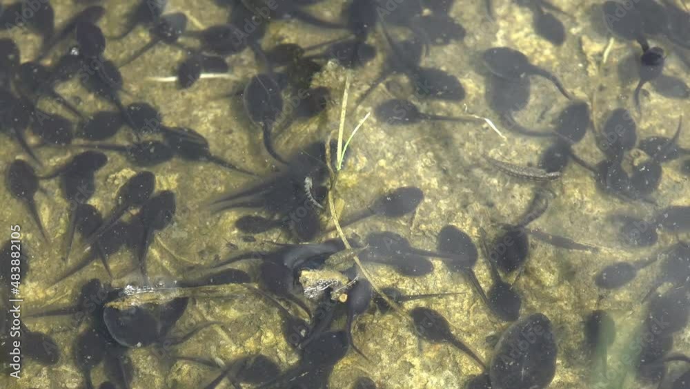 Tadpole, pollywog is larval stage in life cycle of an amphibian, frog ...