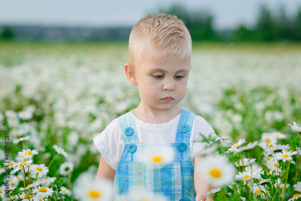 A happy little boy looks at the flowers in a meadow of wild daisies. A cute smiling baby in a chamomile field at sunset in the soft sunlight. The child has fun in the summer or spring in nature. A happy little boy looks at the flowers in a meadow of wild daisies. A cute smiling baby in a chamomile field at sunset in the soft sunlight. The child has fun in the summer or spring in nature.