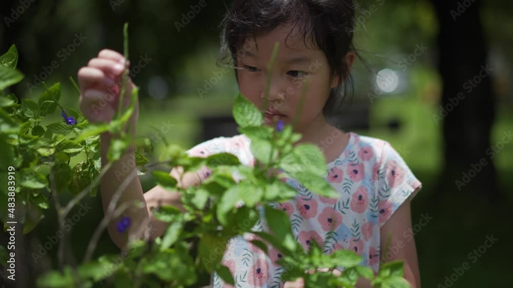 Asian Chinese girl 5 years old plucking flowers nature outdoor