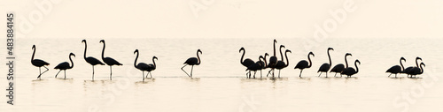 Flock of pink flamingos walking and feeding in the water