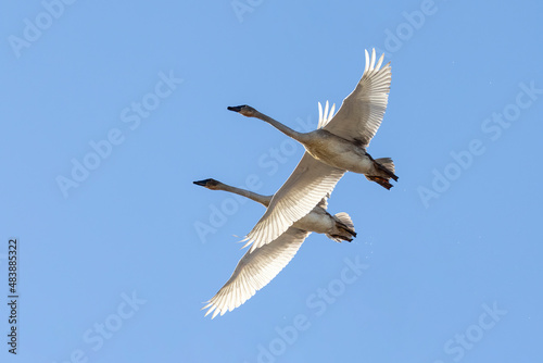 Fototapeta Naklejka Na Ścianę i Meble -  White Trumpeter Swan