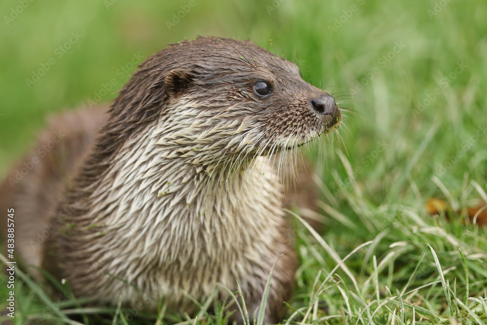 A head shot of an European Otter, Lutra lutra, on the bank of a lake at the British Wildlife Centre. A head shot of an European Otter, Lutra lutra, on the bank of a lake at the British Wildlife Centre.