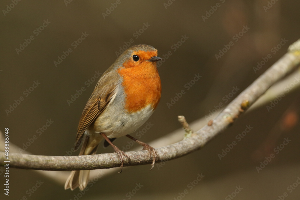 A pretty Robin, redbreast, Erithacus rubecula, perching on a branch of a tree in woodland. A pretty Robin, redbreast, Erithacus rubecula, perching on a branch of a tree in woodland.