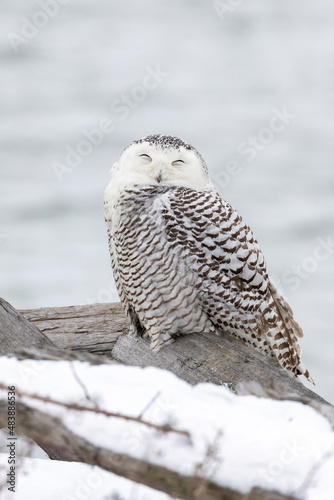  Snowy Owl bird