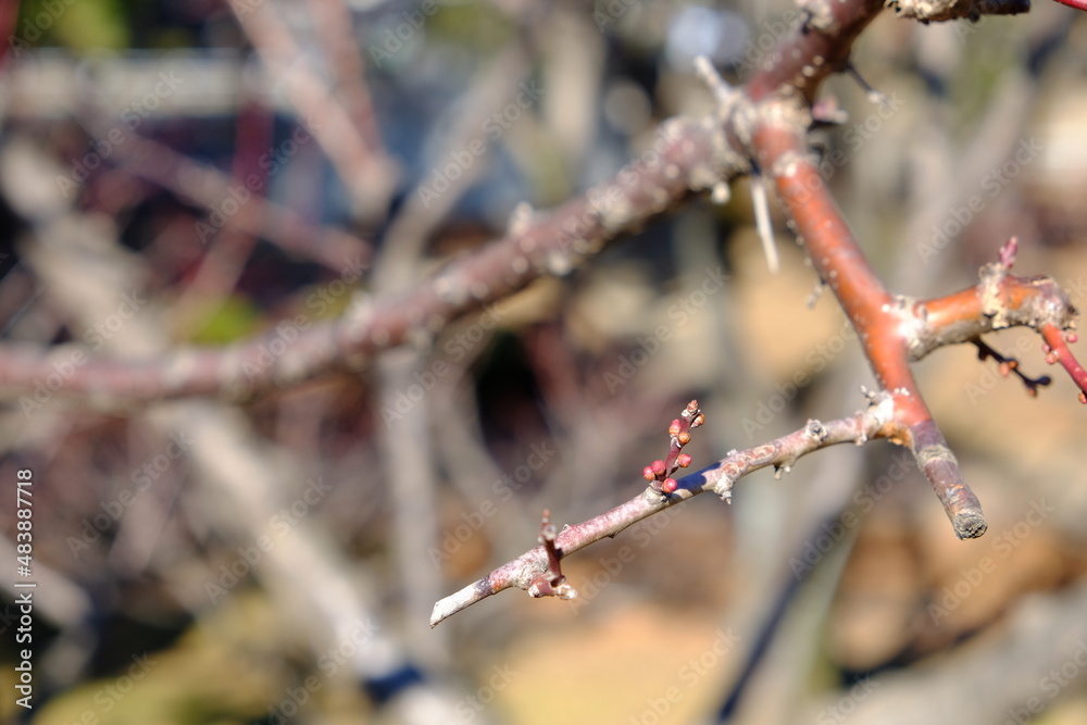 公園にある梅の木の花の小さなつぼみ 公園にある梅の木の花の小さなつぼみ