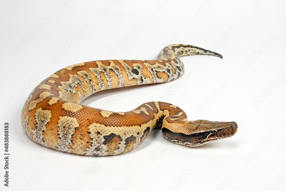 Blood python // Blutpython (Python brongersmai) Blood python // Blutpython (Python brongersmai)
