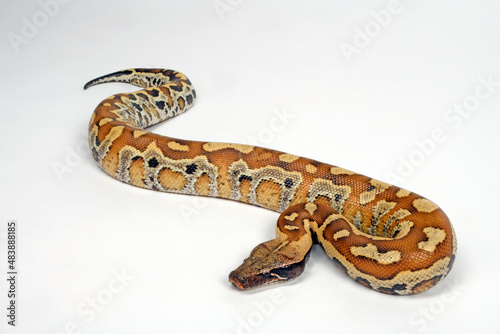 Blutpython // blood python (Python brongersmai) 