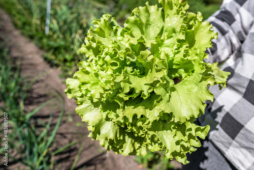 Farmer holding fresh green lettuce in hand. Freshly harvested green salad leaves. Bio organic vegetables farming concept.