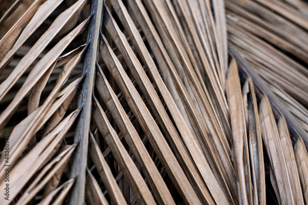 Natural trend background. Beige dry palm leaves. Desktop wallpapers. screensaver. exotic plants. Soft focus Natural trend background. Beige dry palm leaves. Desktop wallpapers. screensaver. exotic plants. Soft focus