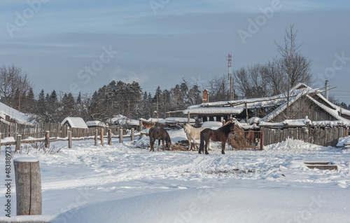 Three horses are eating hay in the yard of the house © Valery Kleymenov