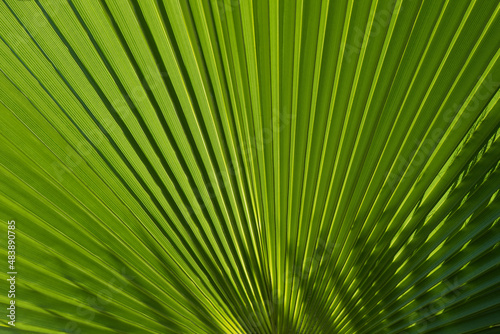 Tropical palm leaves with abstract green texture background. Tropical green pattern texture.