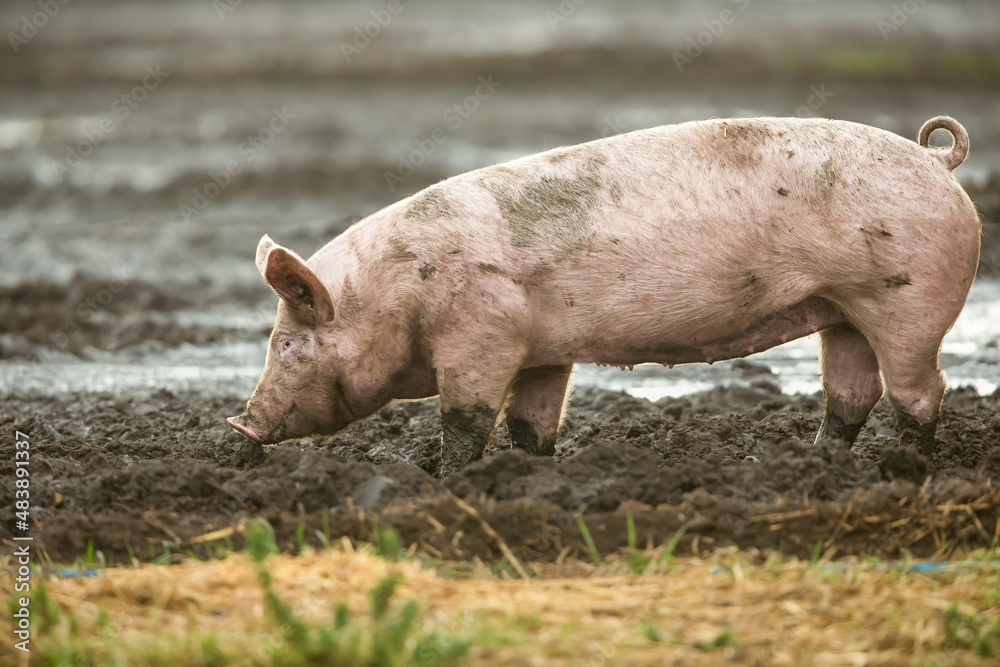 happy pigs in mud