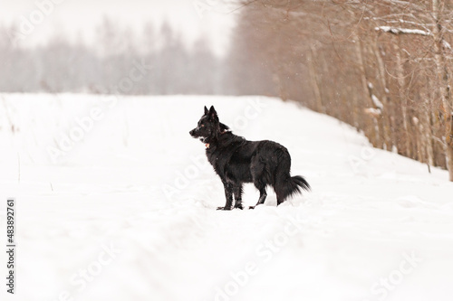 black dog runs through a snowy field in winter