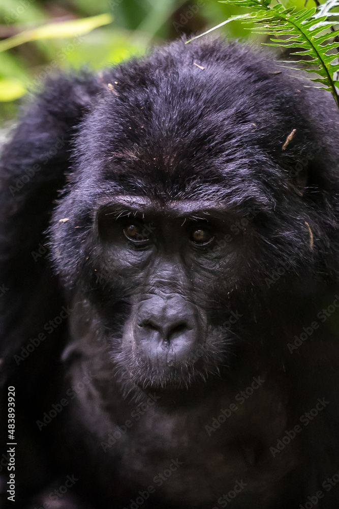Mountain gorillas in the rainforest. Uganda. Bwindi Impenetrable Forest National Park. An excellent illustration Mountain gorillas in the rainforest. Uganda. Bwindi Impenetrable Forest National Park. An excellent illustration