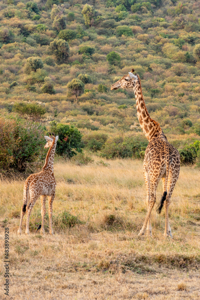 Obraz premium Giraffe in front Amboseli national park Kenya masai mara.(Giraffa reticulata) sunset.