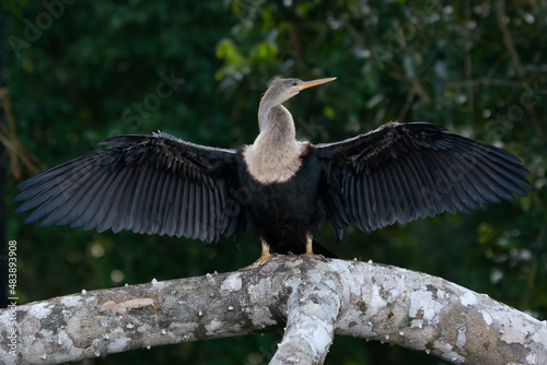 Valokuva Large cormorant spreads his wings to dry. Phalacrocorax carbo