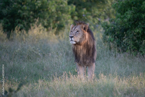 Big lion lying on savannah grass. Landscape with characteristic trees on the plain and hills in the background