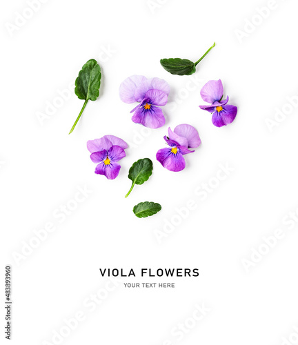 Spring viola pansy flowers composition.