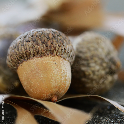 Closeup of acorns