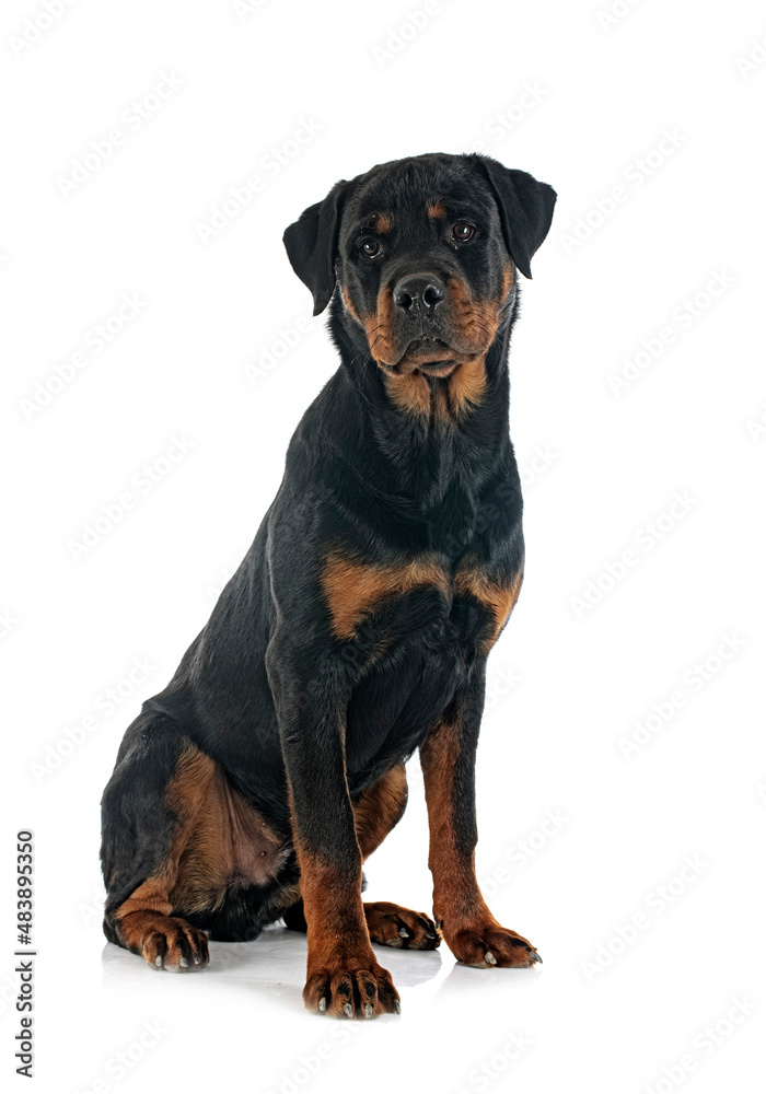 Obraz premium rottweiler in studio
