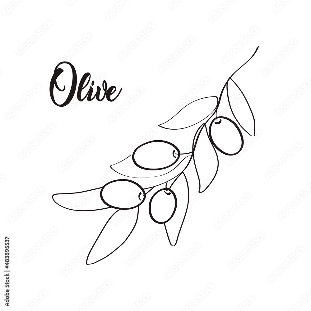 Olive Collection of Line art vintage drawing. Vector illustration.