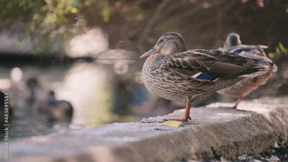 Mallard duck sleeping, while standing next to the pond. Slow motion. Mallard duck sleeping, while standing next to the pond. Slow motion.