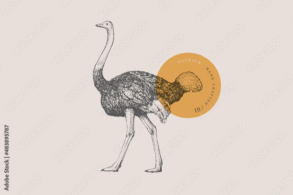Hand-draw of a walking ostrich on a light background. Bird in vintage engraving style. Vector retro illustration. - obrazy, fototapety, plakaty 
