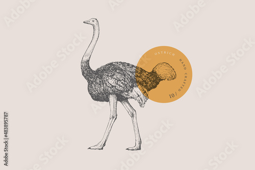 Hand-draw of a walking ostrich on a light background. Bird in vintage engraving style. Vector retro illustration. photo