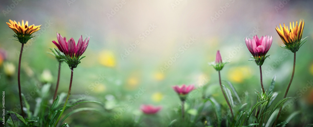 Yellow and purple flowers on a blurred spring and sammer background. Macro shot. Very shallow focus. Summer and spring fantasy flower background. Wide format, free space for design.