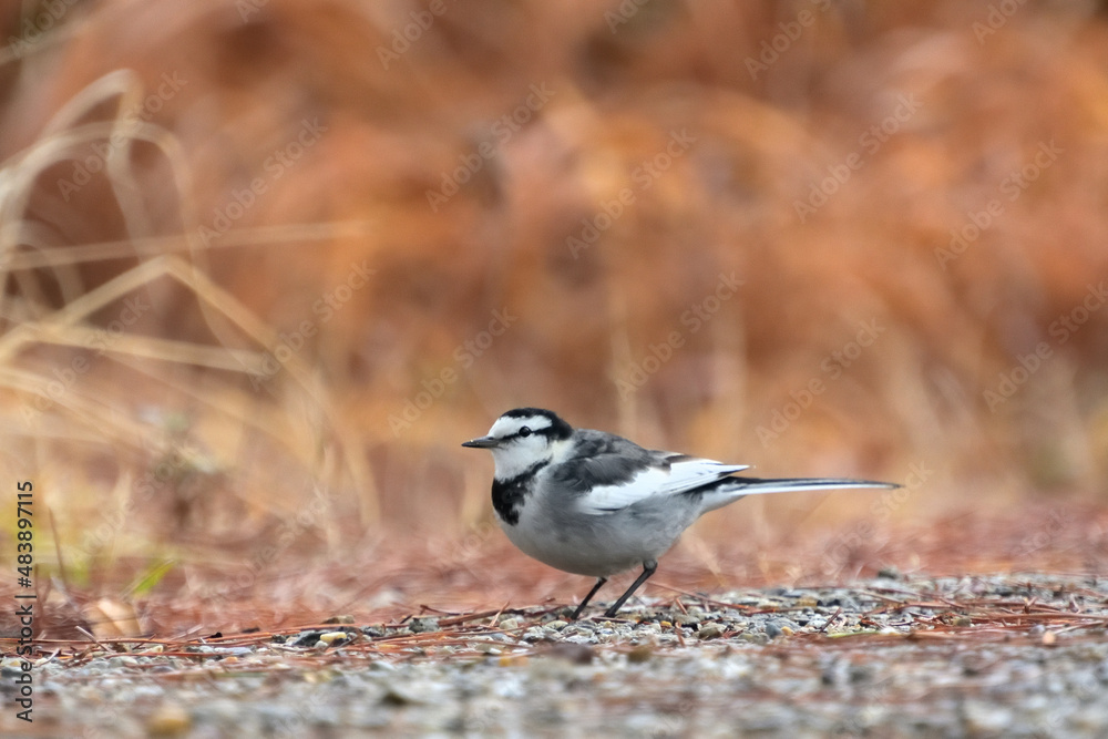 Obraz premium ハクセキレイ