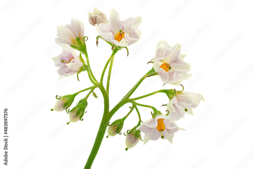 Potato blooming flower on white Potato blooming flower on white