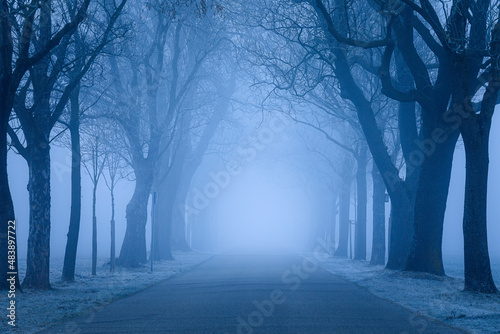 Empty avenue of trees with fog on road photo