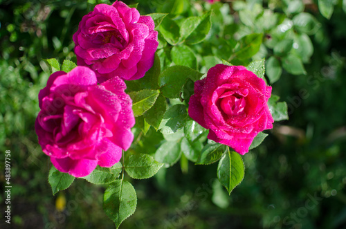 Beautiful fresh roses grow outdoors in the summer