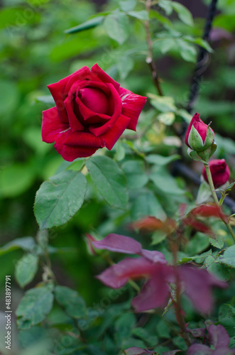 Fototapeta Naklejka Na Ścianę i Meble -  Beautiful fresh roses grow outdoors in the summer