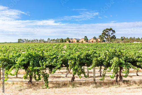 Vast vineyard in Barossa Valley photo