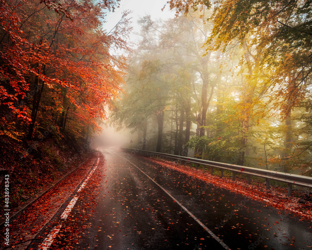 On the road in the autumn forest after a rainy day.