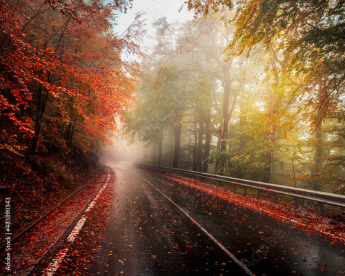 On the road in the autumn forest after a rainy day.