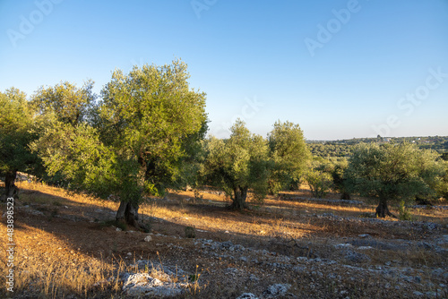 Wide angle view of a typical apulian olive tree field in a sunny summer day. Neat rows of centenary olive trees in a dry, red soil.