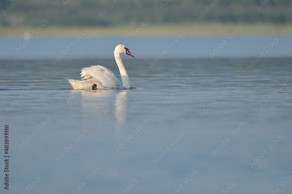 Mute swan swimming on the lake, river. A snow-white bird with a long neck, forming a loving couple and caring family. Mute swan swimming on the lake, river. A snow-white bird with a long neck, forming a loving couple and caring family.