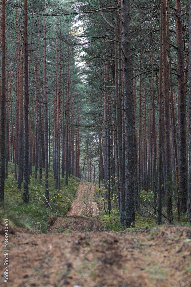 Old pine tree forest environment photography with small forest road, path.