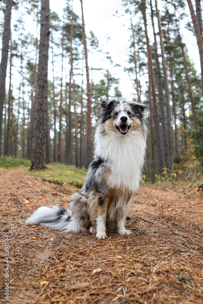 Lovely blue merle sheltand sheepdog sitting in pine tree forest.