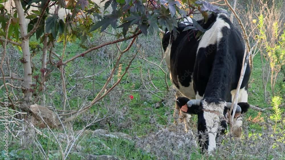 Domestic Cattle Eating Grass In The Pasture Land. - static Domestic Cattle Eating Grass In The Pasture Land. - static