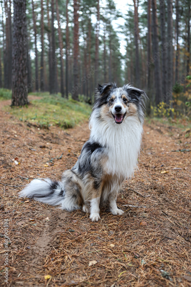 Lovely blue merle sheltand sheepdog sitting in pine tree forest.