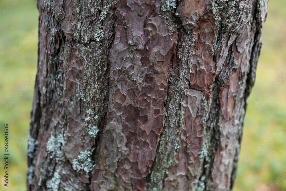 Close up details texture photo of forest tree. Close up details texture photo of forest tree.