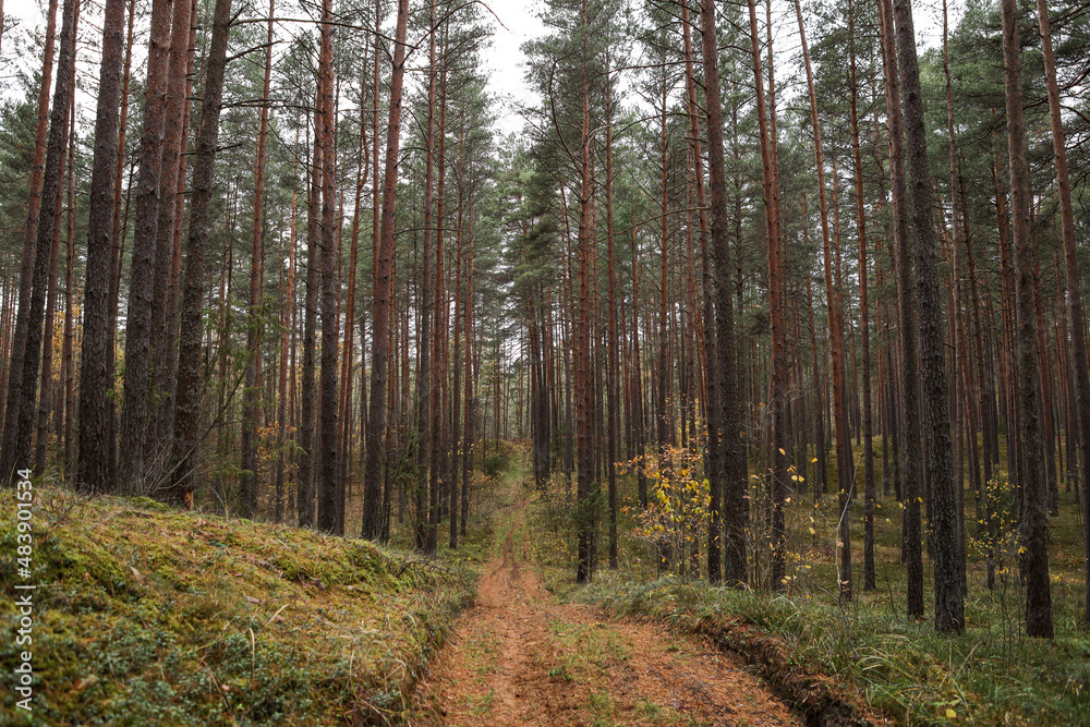 Old pine tree forest environment photography with small forest road, path.