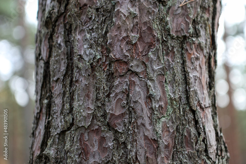 Fototapeta Naklejka Na Ścianę i Meble -  Close up details texture photo of forest tree.