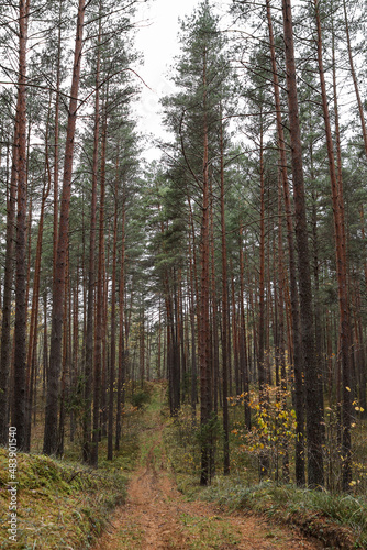 Old pine tree forest environment photography with small forest road, path.